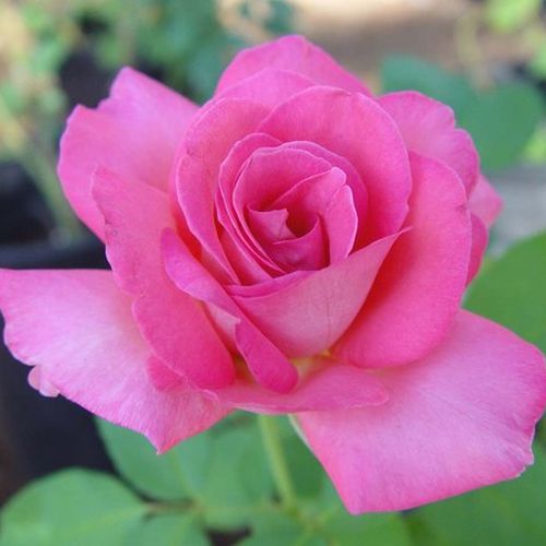 Róża z intensywnym zapachem - Róża - Flamingo - 